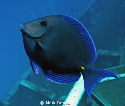 Blue tang above the wreck of the US Kittywake by Mark Reasor 